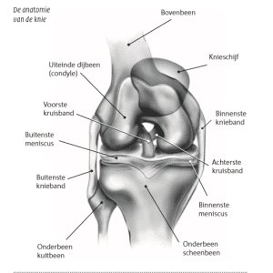 Knie anatomie copyright Kniecare